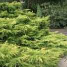 3 Live Plants Gold Lace Juniper Juniperus Chinensis