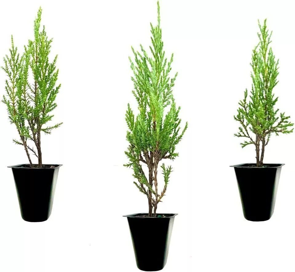 3 Live Plants Medora Juniper