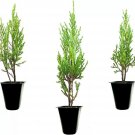 3 Live Plants Medora Juniper