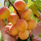 1 Hardy Apricot starter plant