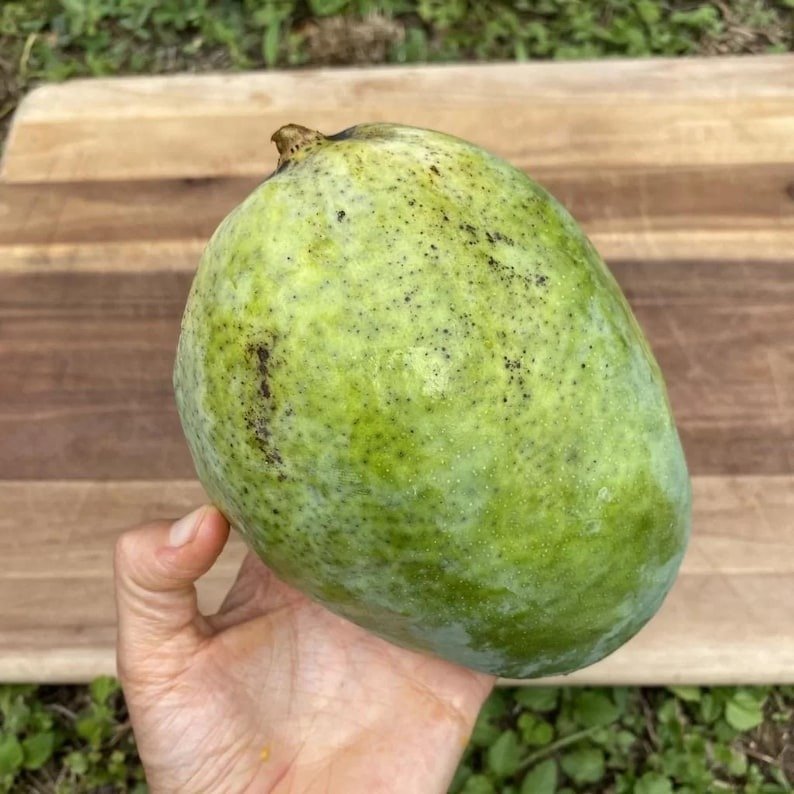 Seedling Mango Pineapple (mangifera Indica) Tropical Live Fruit Tree