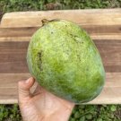 Seedling Mango Pineapple (mangifera Indica) Tropical Live Fruit Tree