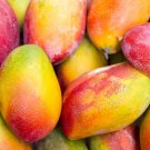 Seedling Palmer Mango(mangifera Indica)Tropical Live Fruit Tree