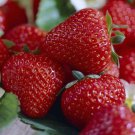 12 Earliglow Strawberry Plants-Earliest, High-Yielding Berry(Pack of 12 Bare Root)