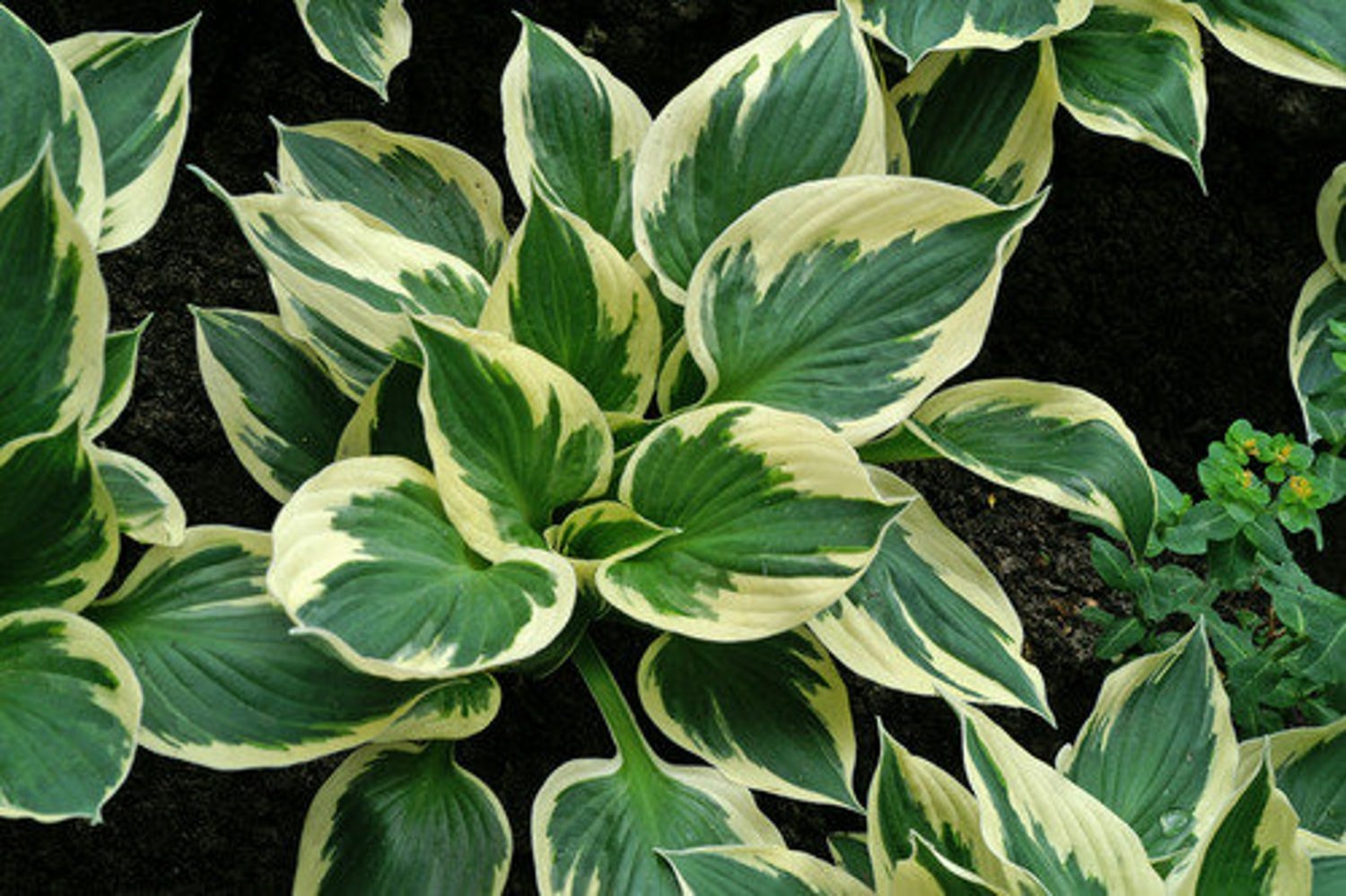 Patriot Hosta Bareroot Plants