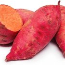 6 Slips Red Garnet Sweet Potato Slips