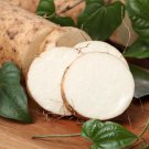 3 Slips White Sweet Potato Slips