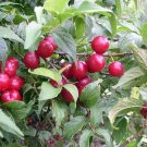 Joel Bush Cherry Plant Red Cherry Fruit in Late Summer 3.25" Pot