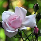 Climbing New Dawn Rose 4" Pot Most Popular Rose in the World