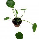 Variegated Pilea Peperomioides- White Splash-2.5" Pot