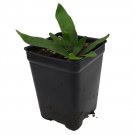 Silver Staghorn Fern 2.5" Pot Platycerium veitchii
