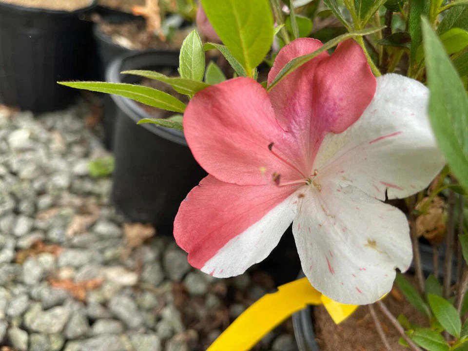 Astronaut Azalea Rhododendron Deciduous Starter Plant Bi-Color Striped Blooms
