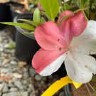 Astronaut Azalea Rhododendron Deciduous Starter Plant Bi-Color Striped Blooms