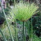 Little Egyptian Papyrus in 4 Inch Container