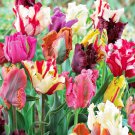 10 Parrot Mix Tulip Bulbs - Tulipa Parrot 10 Parrot Mix Tulip Bulbs - Tulipa Parrot