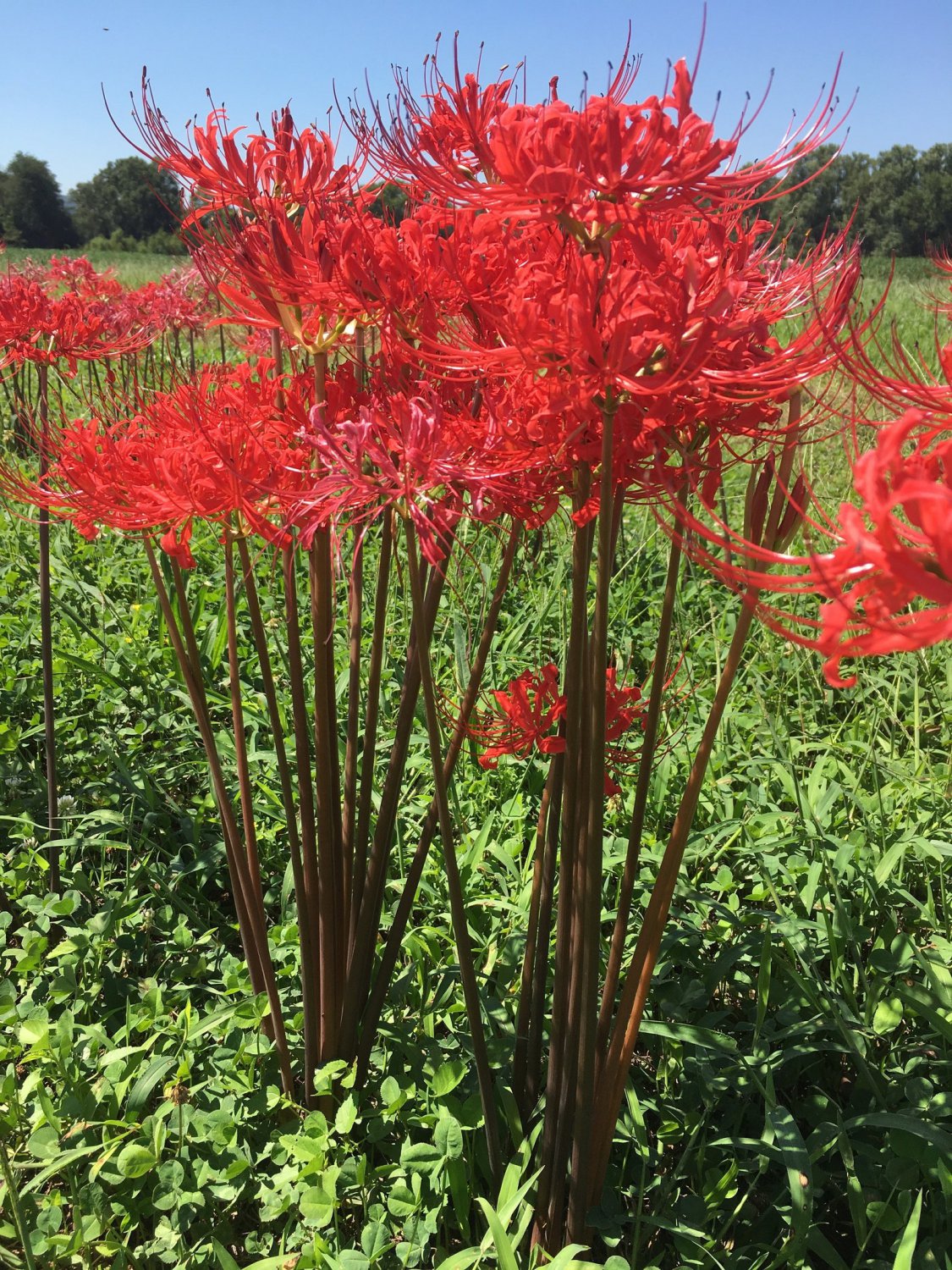 2 Bareroot Red Surprise Lily/ Resurrection Lily/ Naked Lady/ August Lily