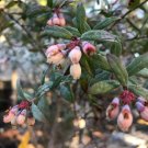 Darrow Blueberry Vaccinium corymbosum Live Plant