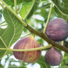 Olympian Fig - Ficus carica - Live Plant
