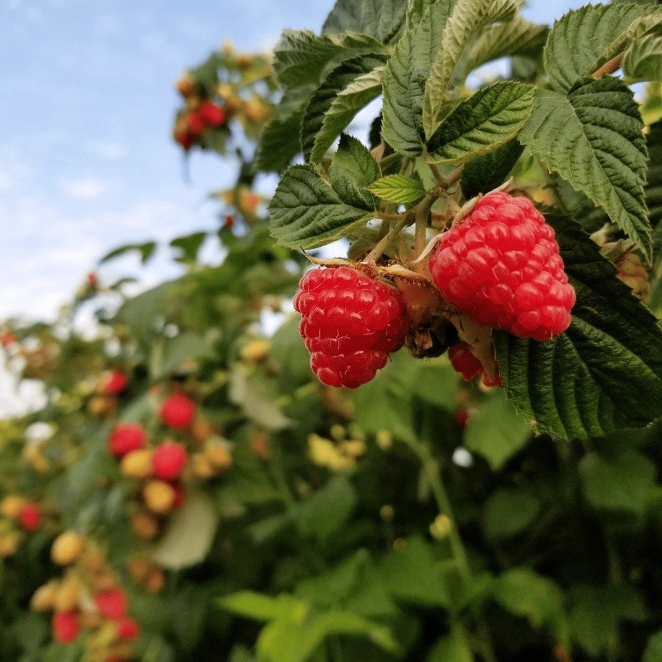 Polka Raspberry Canes Bare Root Canes