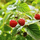 Polana Raspberry Canes Bare Root Canes