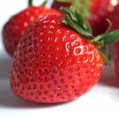Jewel Grown Strawberry Plants Pack of 10 Bare Roots Jewel Grown Strawberry Plants Pack of 10 Bare Roots