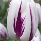 10 FLAMING FLAG Triumph Tulip Flower Bulbs