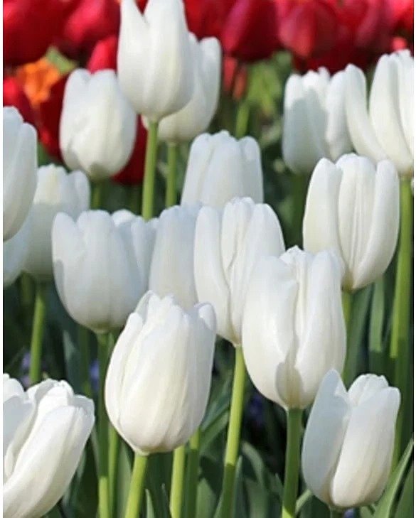 10 WHITE CLOUDS Darwin Hybrid Tulip Flower Bulbs