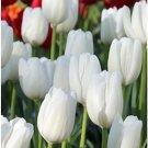 10 WHITE CLOUDS Darwin Hybrid Tulip Flower Bulbs