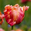 4 AMAZING PARROT TULIP Flower Bulbs