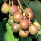 1 Kiwi female Geneva hardy Live rooted starter plant