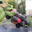 1 Ohio Treasure black raspberry plant