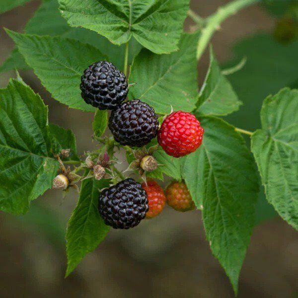 1 Black Delicious, Black Raspberry plant. Live rooted starter plant