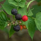 1 Black Delicious, Black Raspberry plant. Live rooted starter plant