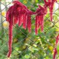 Amaranth Red Garnet Herbs Flower Seeds Home Garden 80 seeds/pack