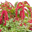 Amaranth Red Garnet Herbs Flower Seeds Home Garden 80 seeds/pack Amaranth Red Garnet Herbs Flower Seeds Home Garden 80 seeds/pack