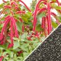 Amaranth Red Garnet Herbs Flower Seeds Home Garden 80 seeds/pack
