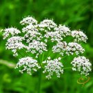 Anise (Aniseed) Herbs Seeds Flower Home Garden 100 seeds/pack Anise (Aniseed) Herbs Seeds Flower Home Garden 100 seeds/pack