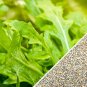Arugula Roquette (Rocket) Herbs Seeds Flower Home Garden 150 seeds/pack