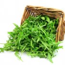 Arugula Roquette (Rocket) Herbs Seeds Flower Home Garden 150 seeds/pack Arugula Roquette (Rocket) Herbs Seeds Flower Home Garden 150 seeds/pack