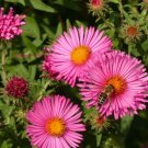 Aster New England (Michaelmas Daisy) Flowers Seeds Home Garden 100 Seeds Aster New England (Michaelmas Daisy) Flowers Seeds Home Garden 100 Seeds