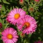 Aster New England (Michaelmas Daisy) Flowers Seeds Home Garden 100 Seeds