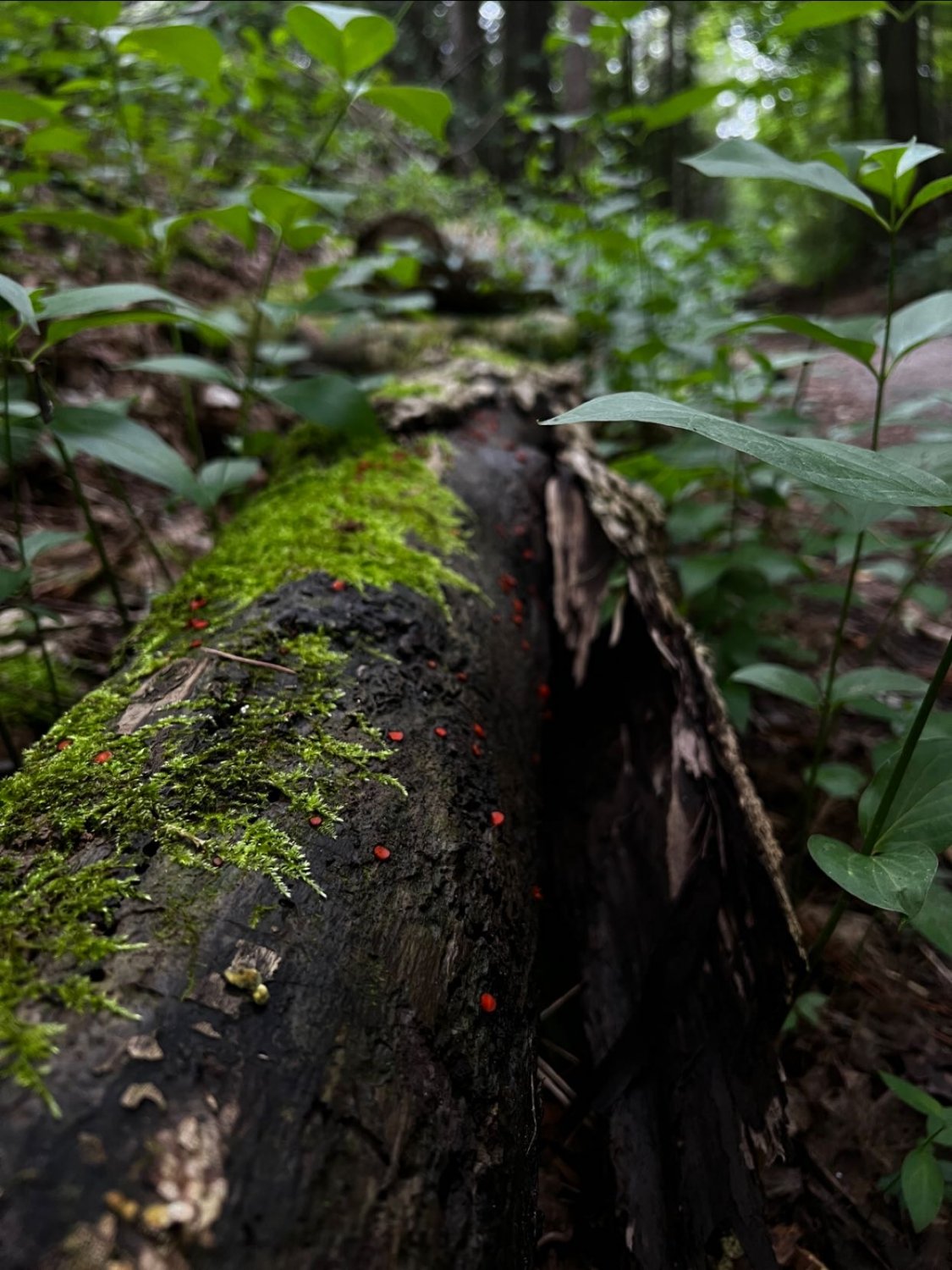 Forest Floor