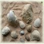 Collection of  Eleven Cretaceous Fossils from Alabama