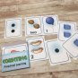 Counting - Busy Bee Preschool Learning - 40 Educational Flash Cards