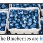 BLUE | Beautiful Butterfly Blue | LEARNING COLORS | Spiral Bound Picture Book