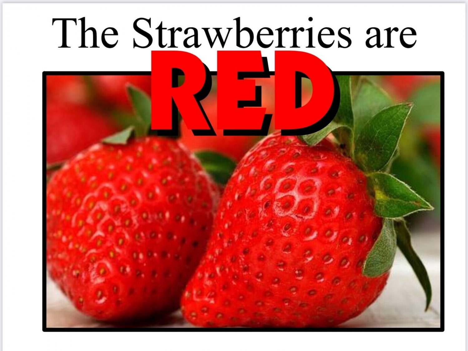 RED | The Strawberries are Red  | LEARNING COLORS | Spiral Bound Picture Book