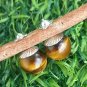 Tiger's eye ball stud earrings in silver 800 and Tiger Eye stone in gift pouch Made in Italy