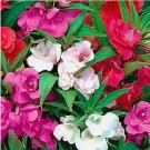 Camelia Flowered Mix Impatiens Non-GMO 50 Seeds