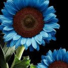 35 Seeds Blue Sunflower Plants Garden Plants bonsai flower colorful organic 35 Seeds Blue Sunflower Plants Garden Plants bonsai flower colorful organic