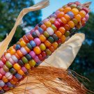 25 Seeds Glass Gem Indian Corn For Planting Beautiful And Vibrant Organic 25 Seeds Glass Gem Indian Corn For Planting Beautiful And Vibrant Organic